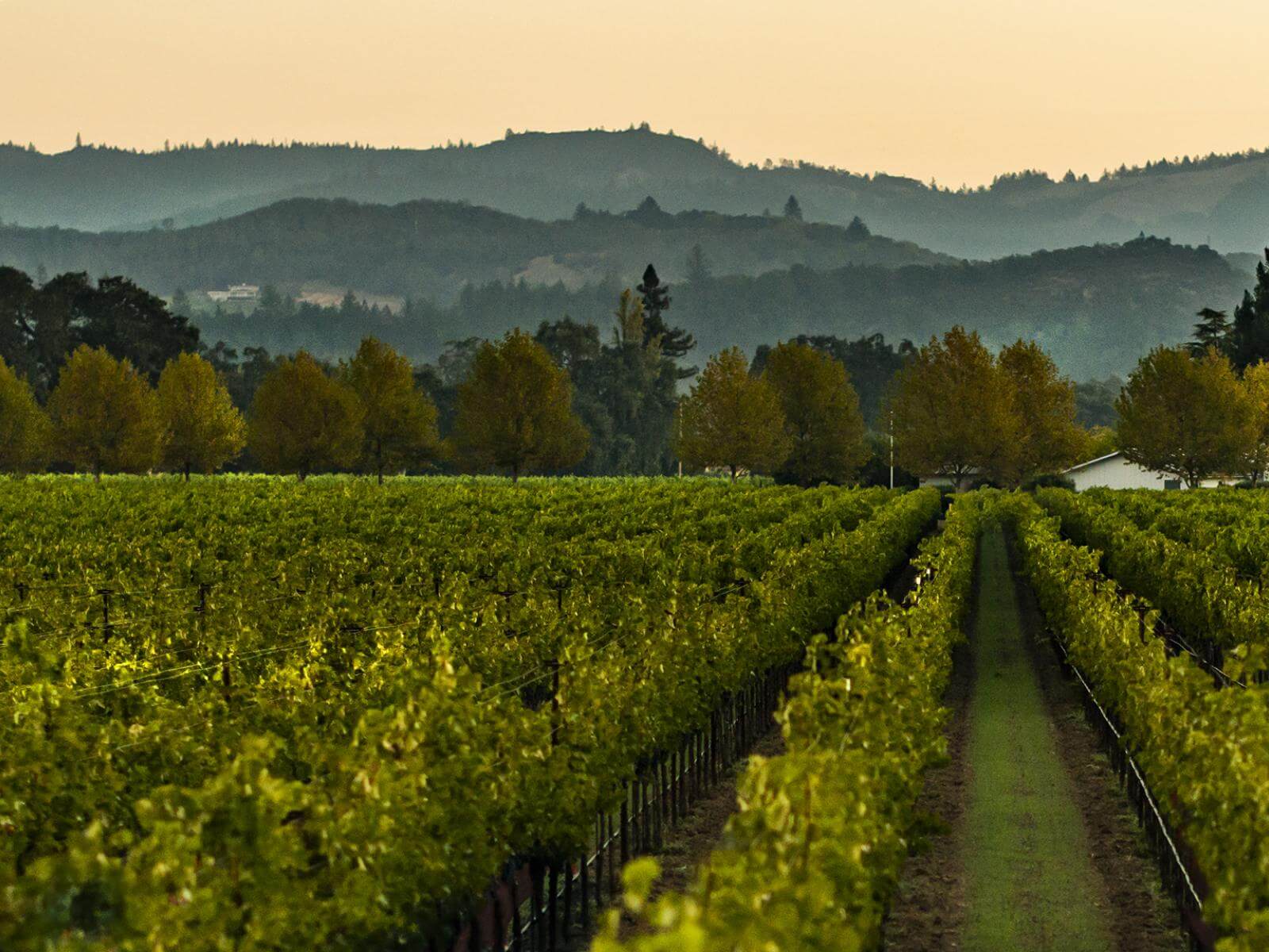 Episode 5 - The Vintner | Signature Kitchen Suite True to Food docuseries Episode 5 - The Vintner | Signature Kitchen Suite True to Food docuseries